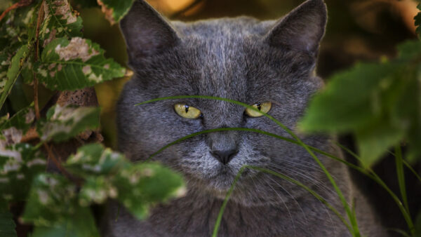 Wallpaper Eyes, Green, Desktop, Cat, With, Gray