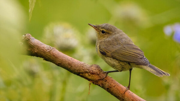 Wallpaper Desktop, Light, Tree, Green, Birds, Yellow, Mobile, Brown, Blur, Branch, Background, Warbler, Standing, Bird