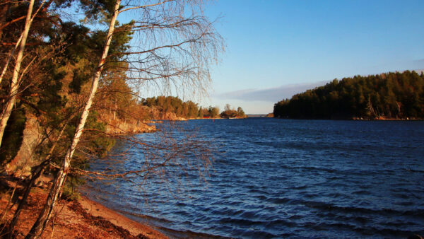 Wallpaper Shore, Desktop, Forest, Under, Blue, River, Mobile, Covered, Trees, Nature, Sky, Between