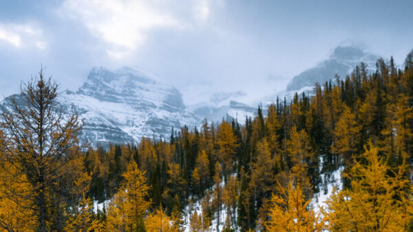 Wallpaper View, Mobile, Forest, Landscape, Yellow, Covered, Desktop, Green, Snow, Nature, Trees, And, Mountains