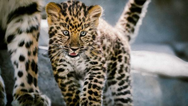 Wallpaper Desktop, Leopard, Cub, Animals