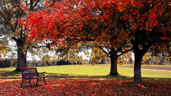 Wallpaper Tree, Grass, Red, Field, Leaves, Fall, Green, Nature, Bench, Branches, Autumn