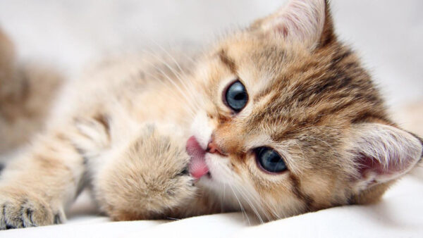 Wallpaper Eyes, Kitten, Out, Brown, With, Cute, Blue, Cat, Tongue