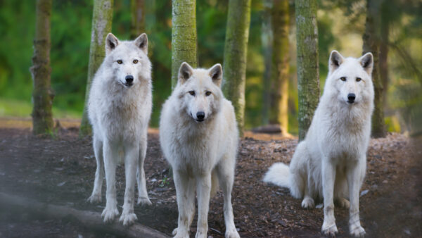 Wallpaper Animal, Desktop, Standing, Sitting, Three, Animals, Wolves, White, One, Two