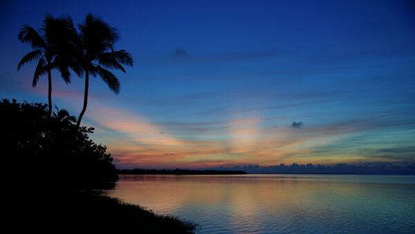 Wallpaper Trees, Background, Silhouette, Sky, Palm, Under, Nature, Blue, Mobile, Desktop, Water