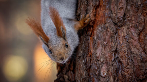 Wallpaper Squirrel, Climbing, Tree, Gray, Desktop, And, Brown