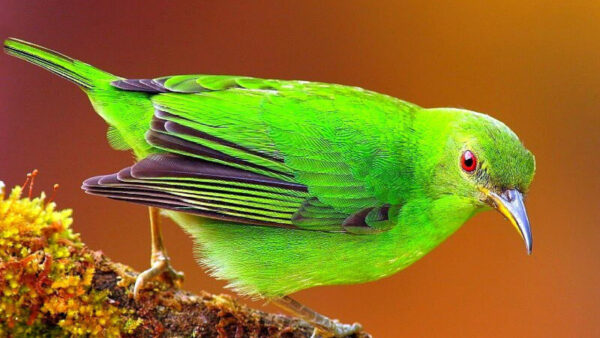 Wallpaper Green, Bird, Brown, Birds, Background, Black