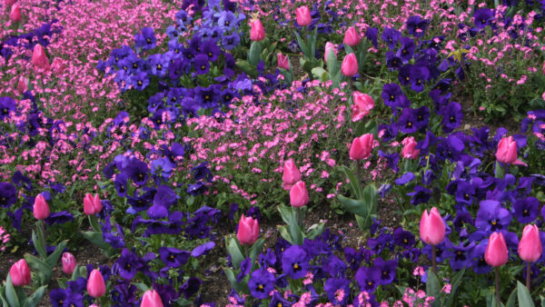 Wallpaper Tulip, Purple, Pansy, Mobile, Pink, Field, Flowers, Desktop