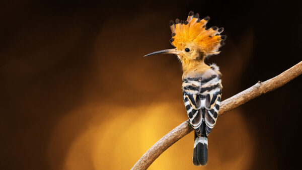 Wallpaper Yellow, Brown, Stick, Hoopoe, Bird, Standing, Long, Black, Birds, Background, Beak