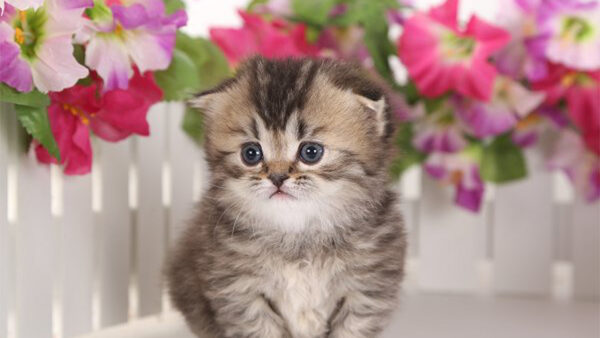 Wallpaper Flowers, Brown, White, Desktop, Cat, Kitten, Colorful, Black, Eyes, Fence, Grey, Background