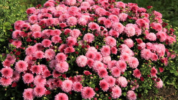 Wallpaper Flowers, Petals, Desktop, Plants, Red, Mobile, Pink, Chrysanthemum, Light