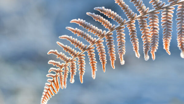 Wallpaper Fern, Leaves, Mobile, Nature, Background, With, Blur, Desktop, Snow