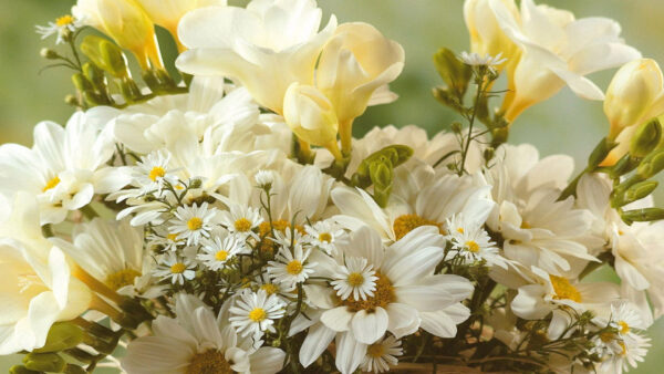 Wallpaper Bouquet, Flowers, Yellow, White, Chamomile