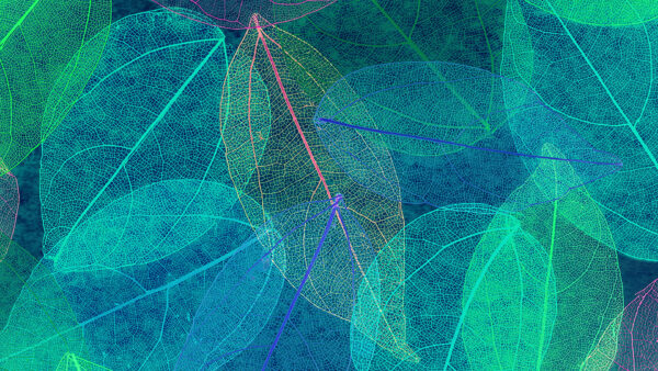 Wallpaper Background, Leaves, Green, Transparent, Blue