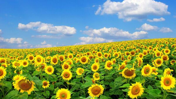 Wallpaper Blue, Clouds, Background, Sky, White, Sunflower, Field, Leaves, Green, Sunflowers