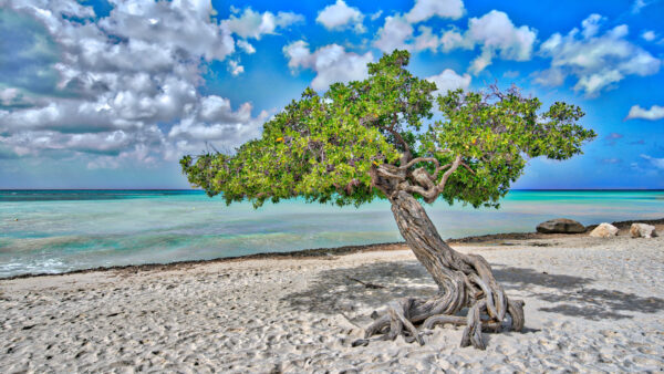 Wallpaper Nature, Ocean, Beach, During, Blue, Waves, Green, Branches, Sand, White, Water, Daytime, Clouds, Sky, Leaves, Tree, Under