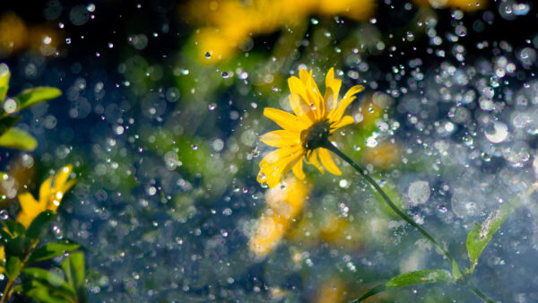 Wallpaper Raindrops, Yellow, Flowers, Falling, Green, Leaves, Rain, Background
