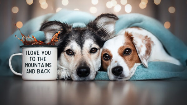 Wallpaper Bokeh, Dogs, Lights, Dog, Background, Floor, Two, Are, Down, Lying