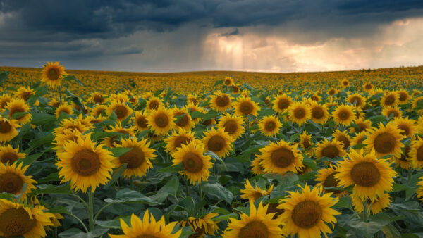 Wallpaper Flowers, Field, Beautiful, Sky, Sunflowers, Plants, White, Leaves, Green, Black, Clouds, Yellow, Under