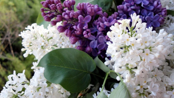 Wallpaper Flowering, Spring, Closeup, Flower, Flowers, Branches, Lilac