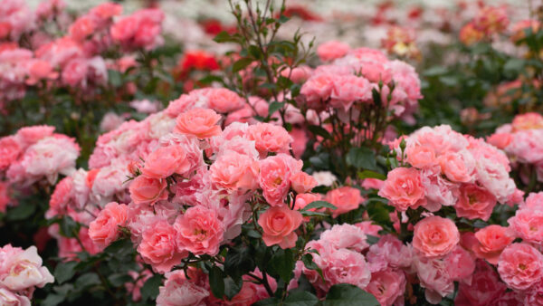 Wallpaper Pink, Flowers, Buds, Beautiful, Plants, Roses