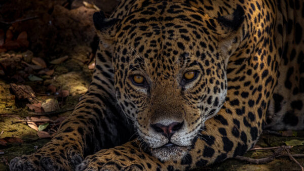 Wallpaper Closeup, View, Ground, Jaguar, With, Stare, Down, Look, Lying