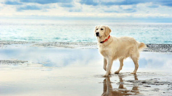 Wallpaper Oceah, Sand, Background, Retriever, Dog, Beach, Labrador, Walking, White