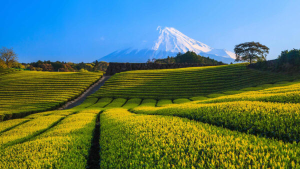 Wallpaper Mountain, Sky, Beautiful, White, Covered, View, Bing, Blue, Greenery, Background, Farm, Landscape, And