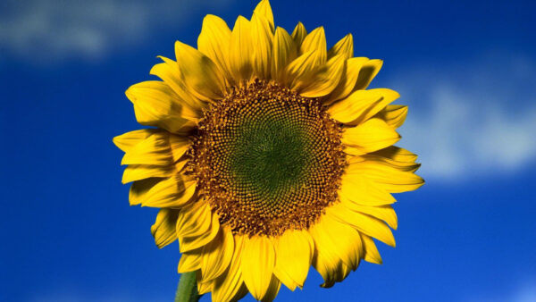 Wallpaper Sky, Filament, Sunflower, Yellow, Background, Big, Blue