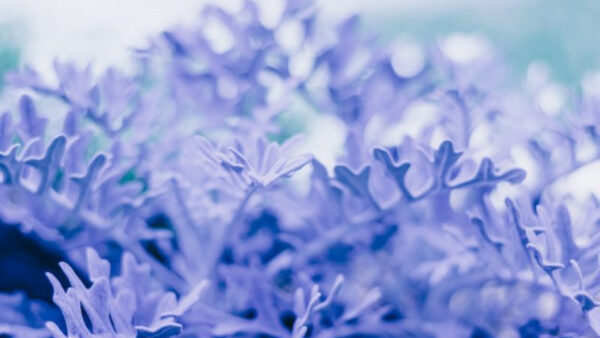 Wallpaper Flowers, Background, Snowflake, Blur, Aesthetic, Purple, Light