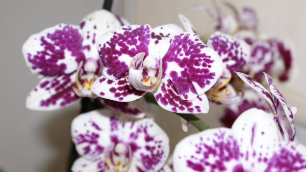 Wallpaper Purple, Closeup, Orchid, View, White, Flowers