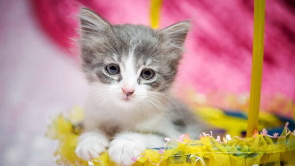 Wallpaper Basket, Yellow, Inside, Black, Kitten, Cat, White, Cute