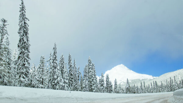 Wallpaper Mountain, Forest, Spruce, Blue, Covered, Under, Trees, Sky, Winter, Snow