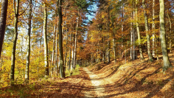 Wallpaper Green, Autumn, Path, Sunlight, Yellow, Between, Trees, With, Forest