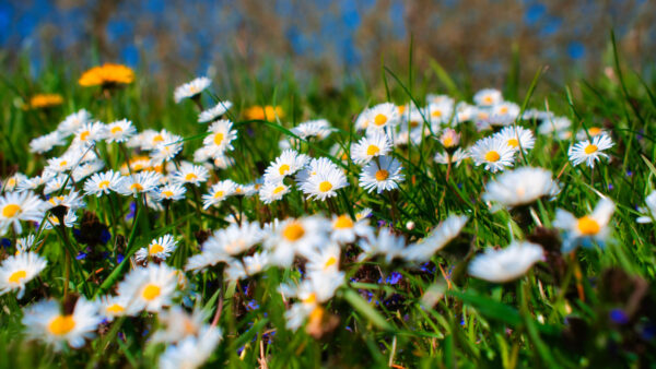 Wallpaper Blue, Grass, Flowers, Background, Desktop, Blur, Chamomile, Petals, Field, Sky, White, Leaves, Mobile