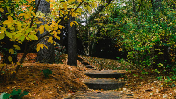 Wallpaper Stone, Concrete, Yellow, Nature, Fountain, Leaves, Green, During, Daytime, Round, Near, Trees