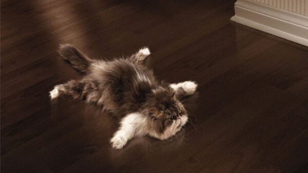 Wallpaper Down, Cat, Floor, Black, Funny, White, Lying