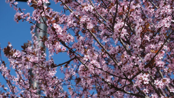 Wallpaper Flowers, Sakura, Light, Blue, Sky, Background, Pink, Petals, Branches, Tree