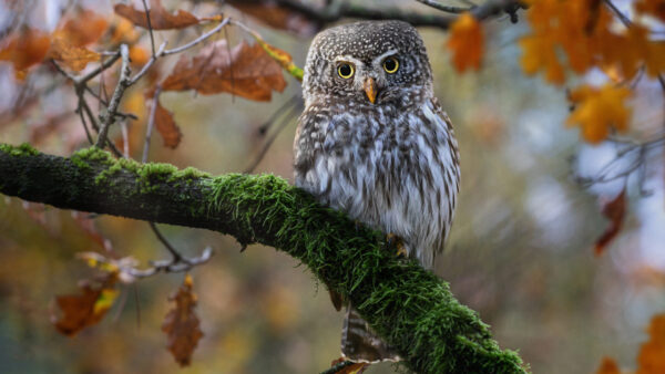Wallpaper Owl, Eyes, Yellow, Standing, Blur, Covered, Background, Tree, Algae, Branch, Black