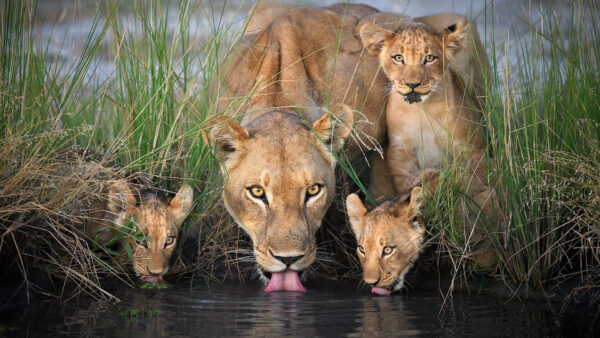 Wallpaper Drinking, With, Lion, Water, Cubs, Little, Lioness