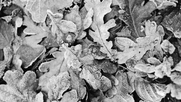 Wallpaper White, And, Dry, Image, Frost, Nature, Leaves, Black