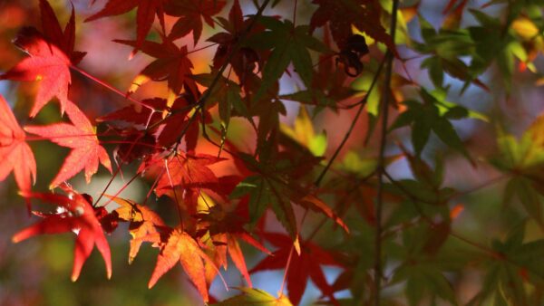 Wallpaper Desktop, Nature, Branches, Leaves, Tree, Green, Background, Red, Maple, Blur