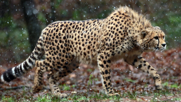 Wallpaper Wild, Cheetah
