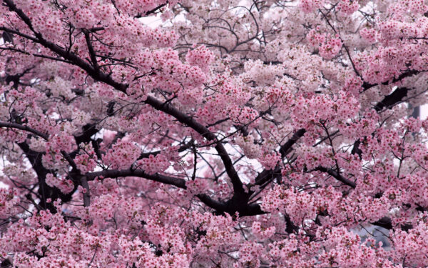 Wallpaper Tree, Bloom