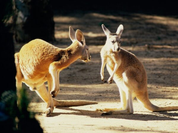 Wallpaper Australia, Kangaroo, Conversation