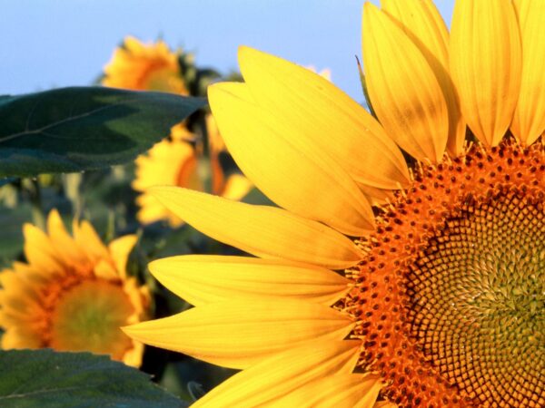 Wallpaper Desktop, Sunflower, Nebraska