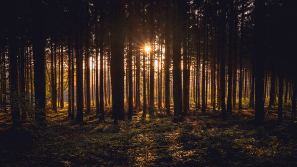 Wallpaper Nature, Dark, Through, Passing, Desktop, Time, During, Sunlight, Forest, Sunset, Trees