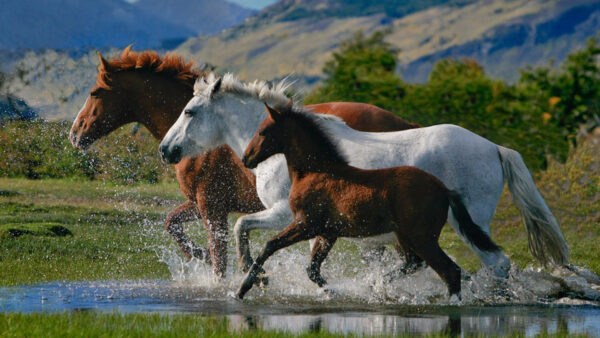 Wallpaper Brown, Background, White, With, Horses, And, Horse, Desktop, Mountain