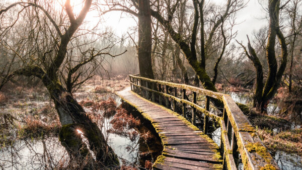 Wallpaper Made, During, Between, Daytime, Dry, Boardwalk, Mobile, Desktop, Nature, Man, Landscape, Trees