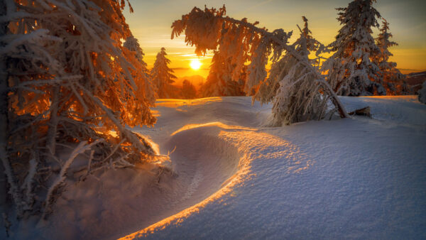 Wallpaper Landscape, Winter, Trees, Sunrise, During, Snow, Covered, With